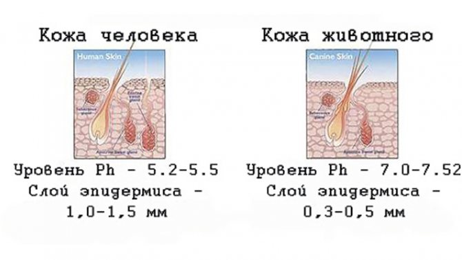 Нельзя или можно мыть голову каждый день? – профессиональный ответ на острый вопрос