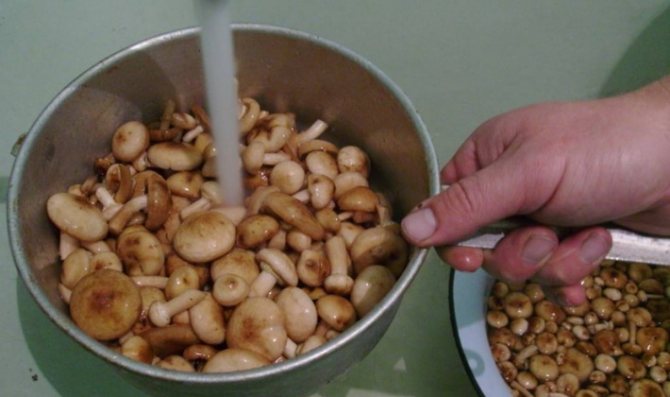 Салат с опятами — 7 рецептов вкусного грибного салата