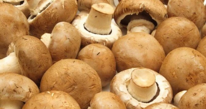 Начинки для пиццы с колбасой, грибами, курицей, фаршем, солеными огурцами, морепродуктами. Рецепты с фото в духовке