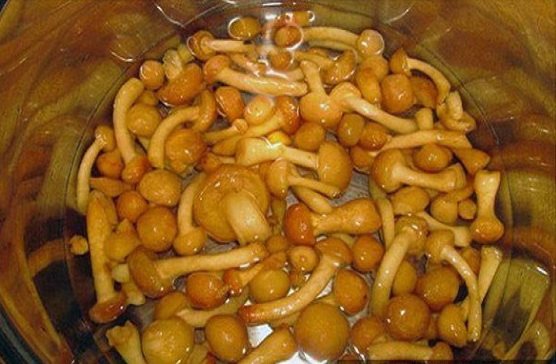 Грибной суп из замороженных грибов — 10 самых вкусных рецептов