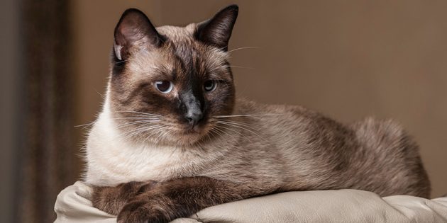 Балинезийская кошка