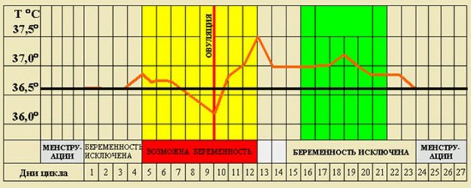 Базальная температура: как измерять и расшифровывать результаты