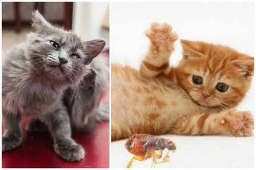 Блохи у котенка