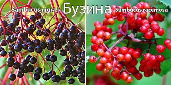 Бузина