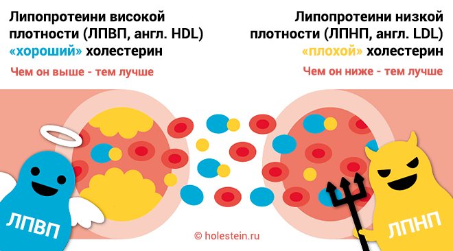 Липопротеиды высокой плотности норма по возрасту таблица