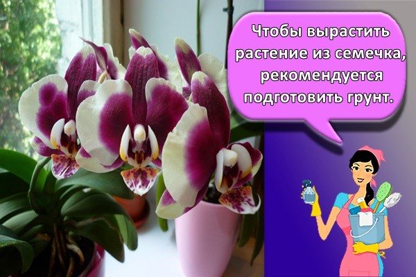 Чтобы вырастить растение из семечка, рекомендуется подготовить грунт.