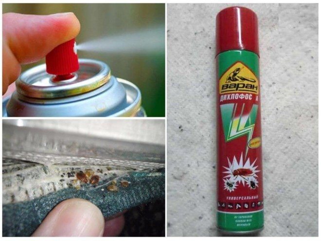 Дихлофос не помог