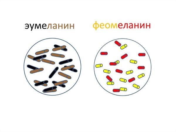 эумеланин и феомеланин
