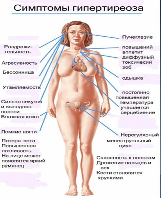 Заболевания щитовидной железы и их влияние на выпадение волос