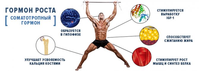 Гормон роста действие