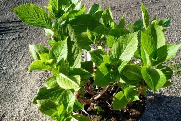 Правильная посадка и уход за пильчатой гортензией блюберд