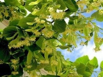 Лечебные свойства липового цвета - применение в рецептах народной медицины и противопоказания