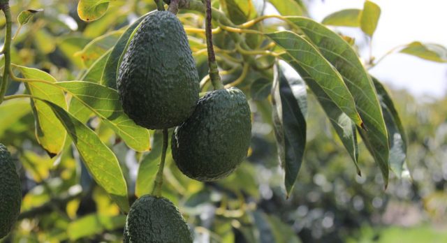Как определить зрелость авокадо дома
