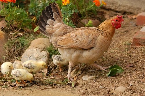К чему снится белая курица: значение сна и самое полное толкование сновидений по сонникам