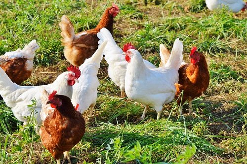 К чему снится белая курица: значение сна и самое полное толкование сновидений по сонникам