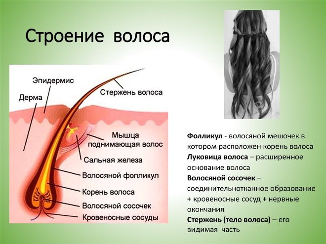 Как часто нужно мыть голову и волосы женщинам и мужчинам