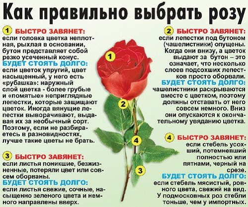 как правильно выбрать розу