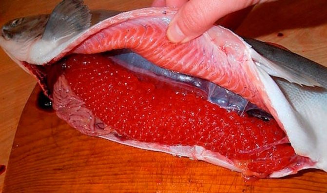 Как приготовить икру горбуши в домашних условиях? 3 быстрых и вкусных рецепта приготовления
