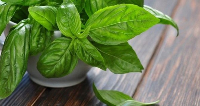 Рецепт детских тефтелей из индейки в соусе. Вкусное и диетическое блюдо из индейки – тефтели с подливкой
