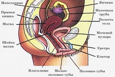 Как вылечить цистит или почему цистит возвращается