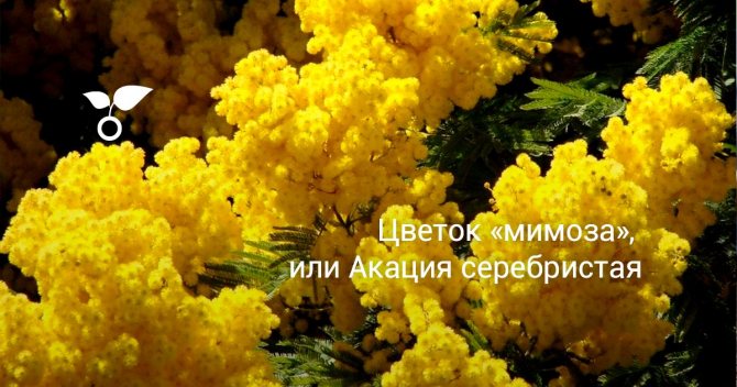 Как вырастить акацию серебристую мимозу