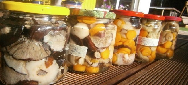 Соление грибов в домашних условиях на зиму в банках