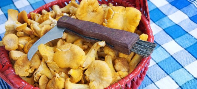 Соление грибов в домашних условиях на зиму в банках