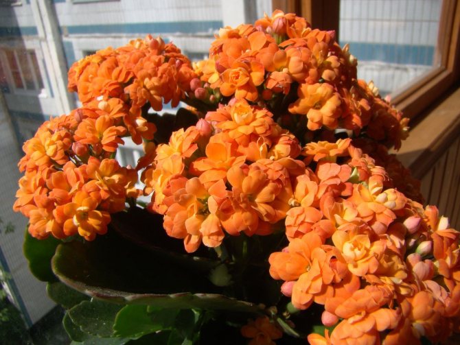 Каланхоэ Розалина дон Доминго