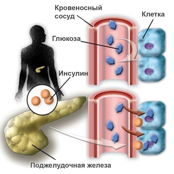 Калорийность куриного яйца: сырое, вареное, жареное, категории, польза и вред, состав БЖУ, пищевая ценность. Диеты