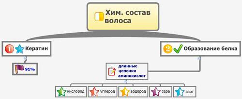 Фазы роста волос на голове, их строение и цикл развития