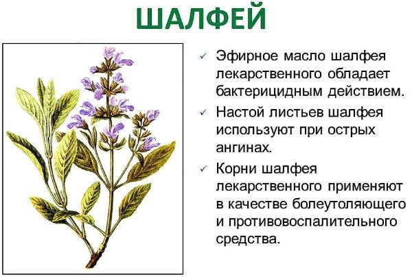 Кора дуба для волос. Польза, как пользоваться для ополаскивания от выпадения, окрашивания. Отзывы