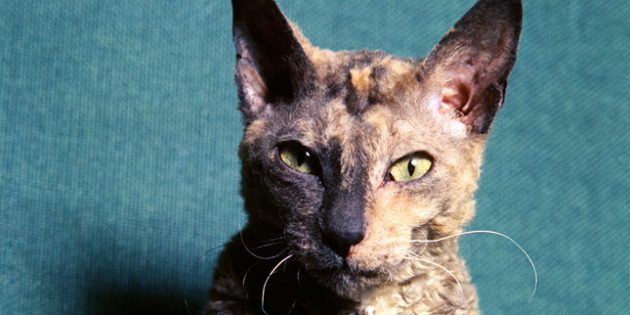 Корниш-рекс