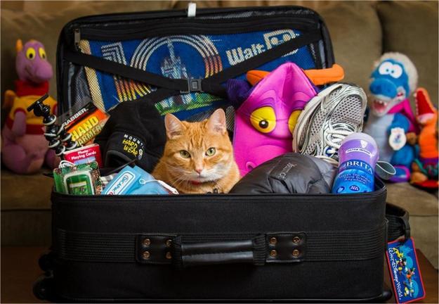 Котик в чемодане