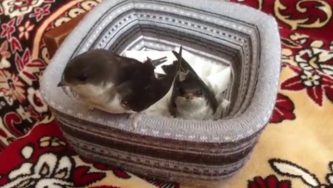 Ласточка в домашних условиях