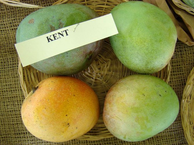 Манго сорта Kent