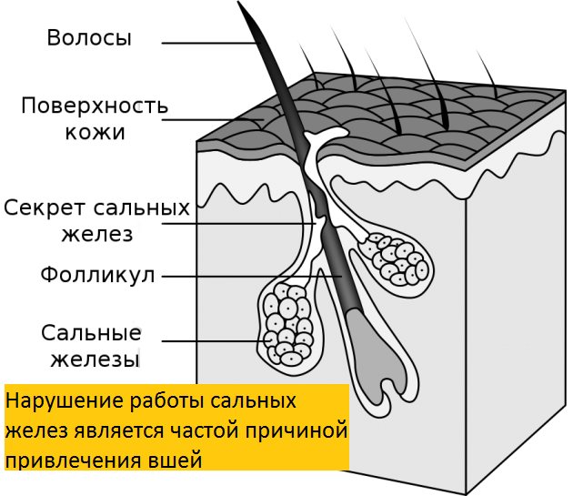 Могут ли вши появиться из-за нервов и стресса