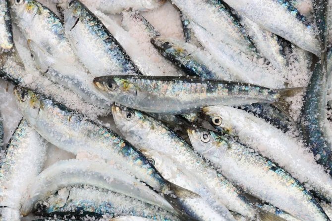 7 способов быстро и вкусно засолить горбушу в домашних условиях