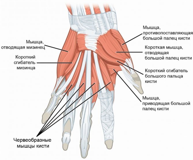 Мышцы кисти