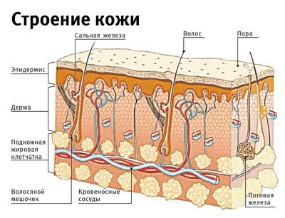 На этом изображении - развернутое строение кожи и волос