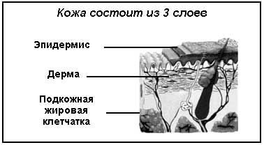 Наглядная инструкция по строению кожи
