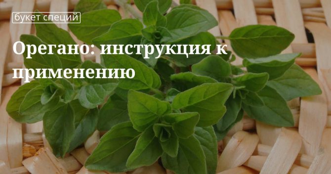 Орегано приправа применение в кулинарии