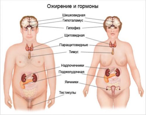 Лишний вес из-за гормонов: какие из них нужно проверить?