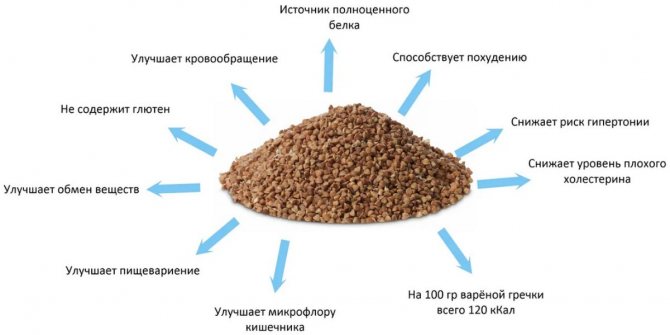 Полезные свойства гречки