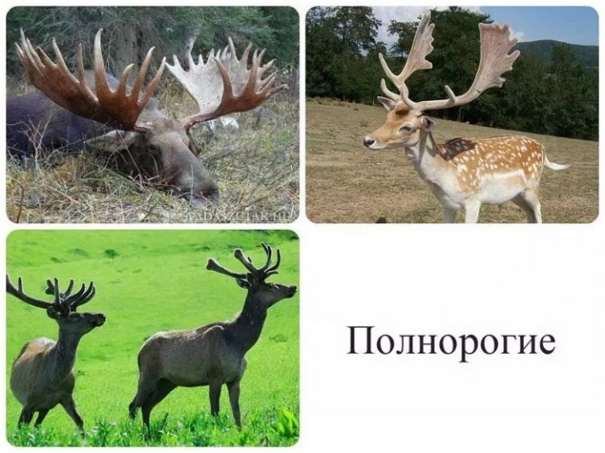 Полнорогие копытные