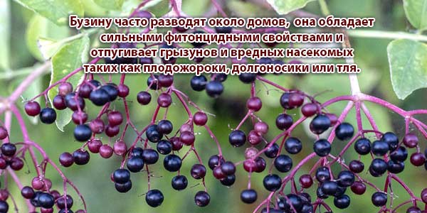 польза-бузины