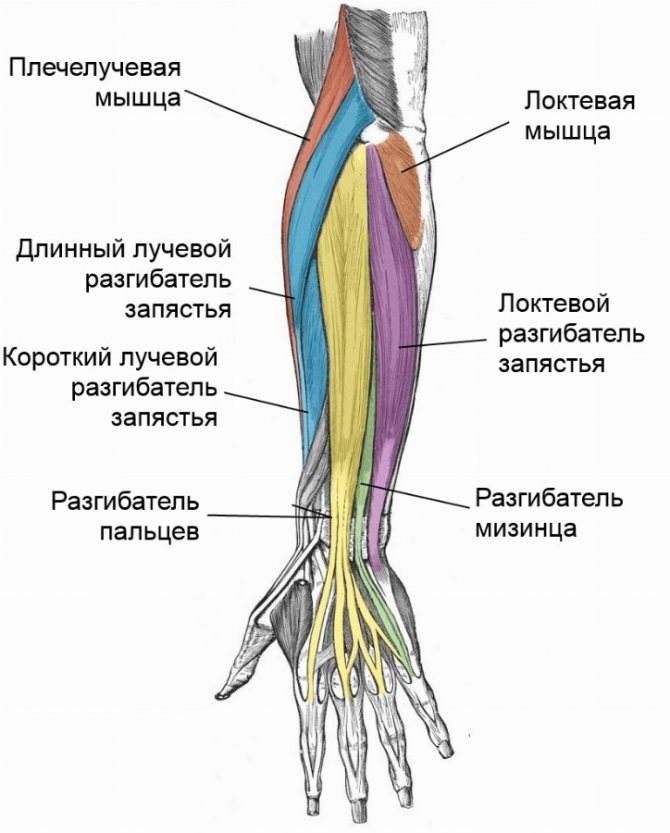 Предплечье