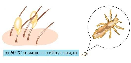 При какой температуре умирают гниды