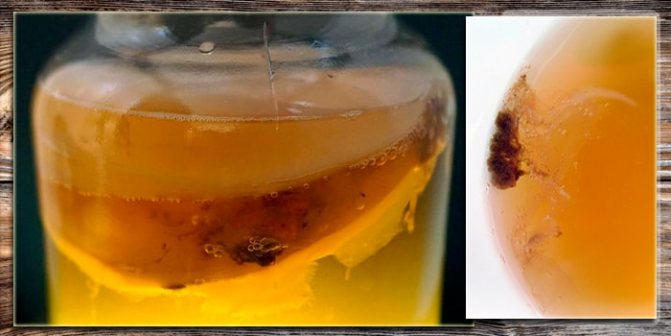 Признаки болезни на грибе