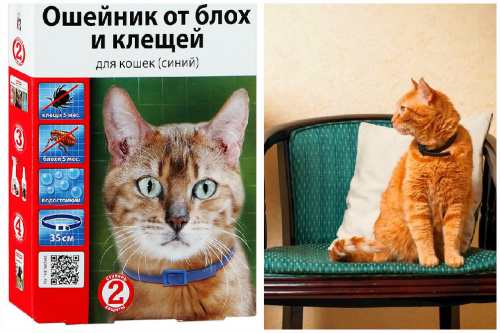 Противоблошиный ошейник