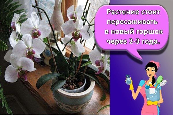 Растение стоит пересаживать в новый горшок через 2-3 года.